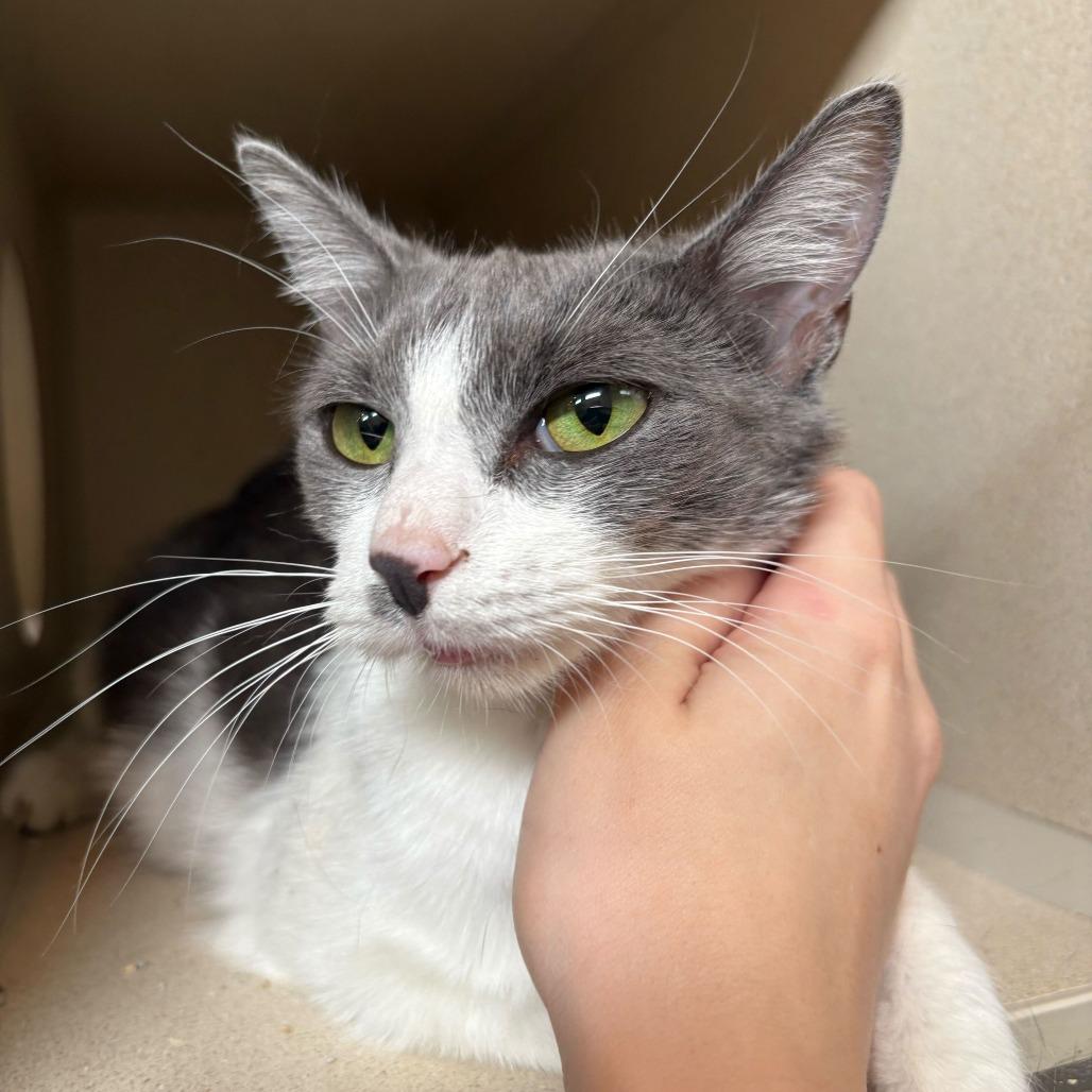 Enlarge Lemonade, a Adoptable Domestic Short Hair in Louisville, KY image 2/5