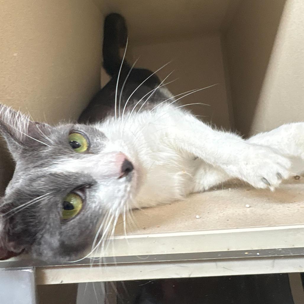 Enlarge Lemonade, a Adoptable Domestic Short Hair in Louisville, KY image 3/5