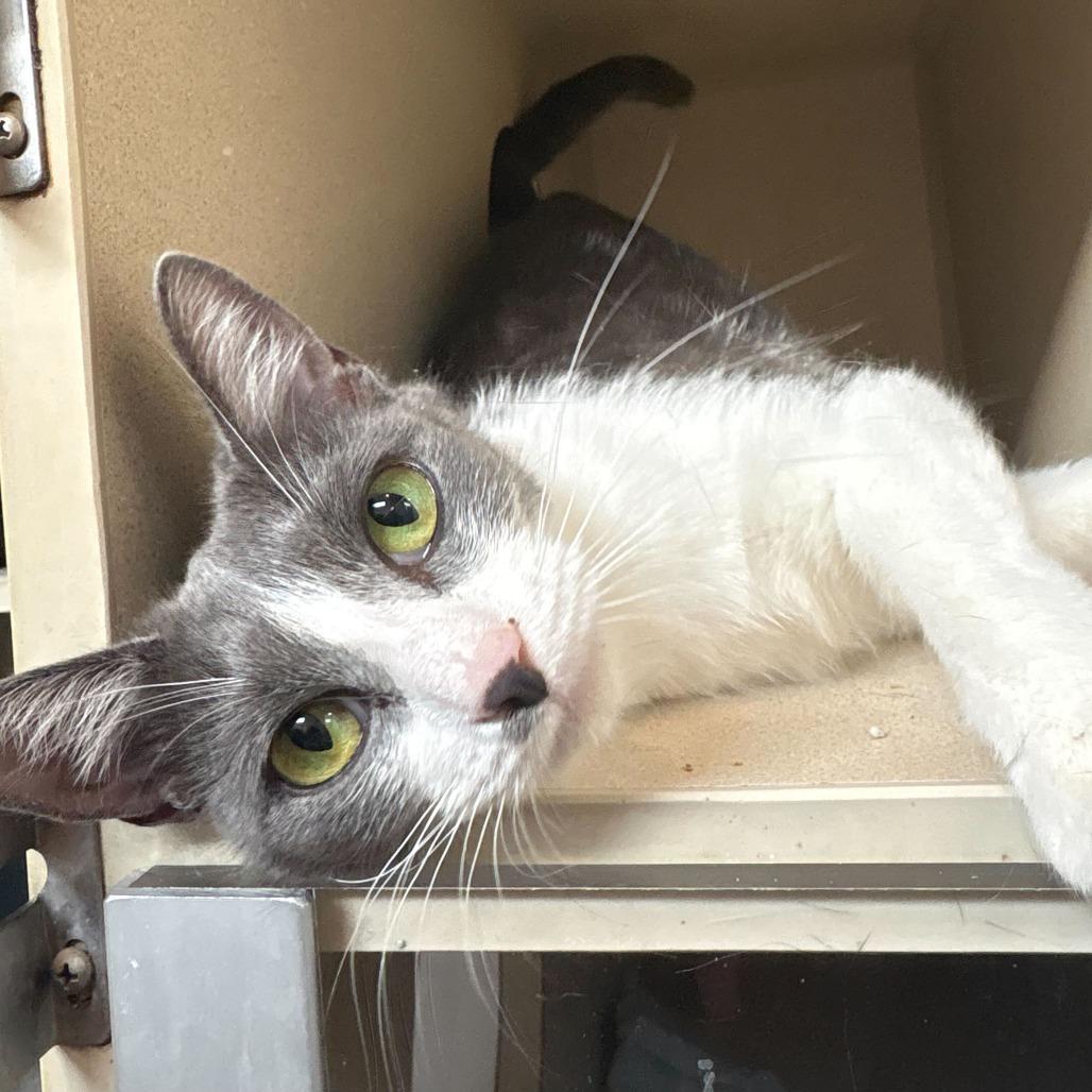Enlarge Lemonade, a Adoptable Domestic Short Hair in Louisville, KY image 4/5