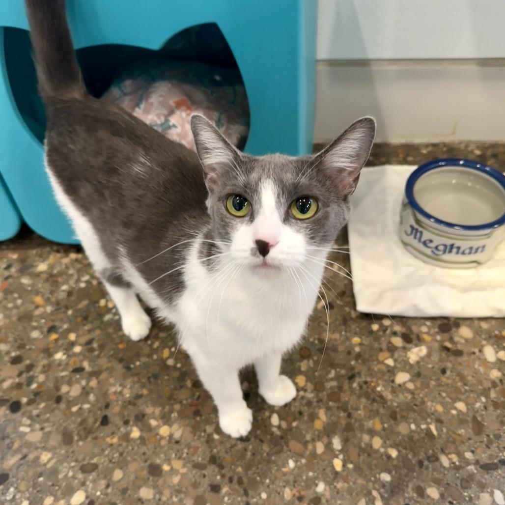 Enlarge Lemonade, a Adoptable Domestic Short Hair in Louisville, KY image 5/5