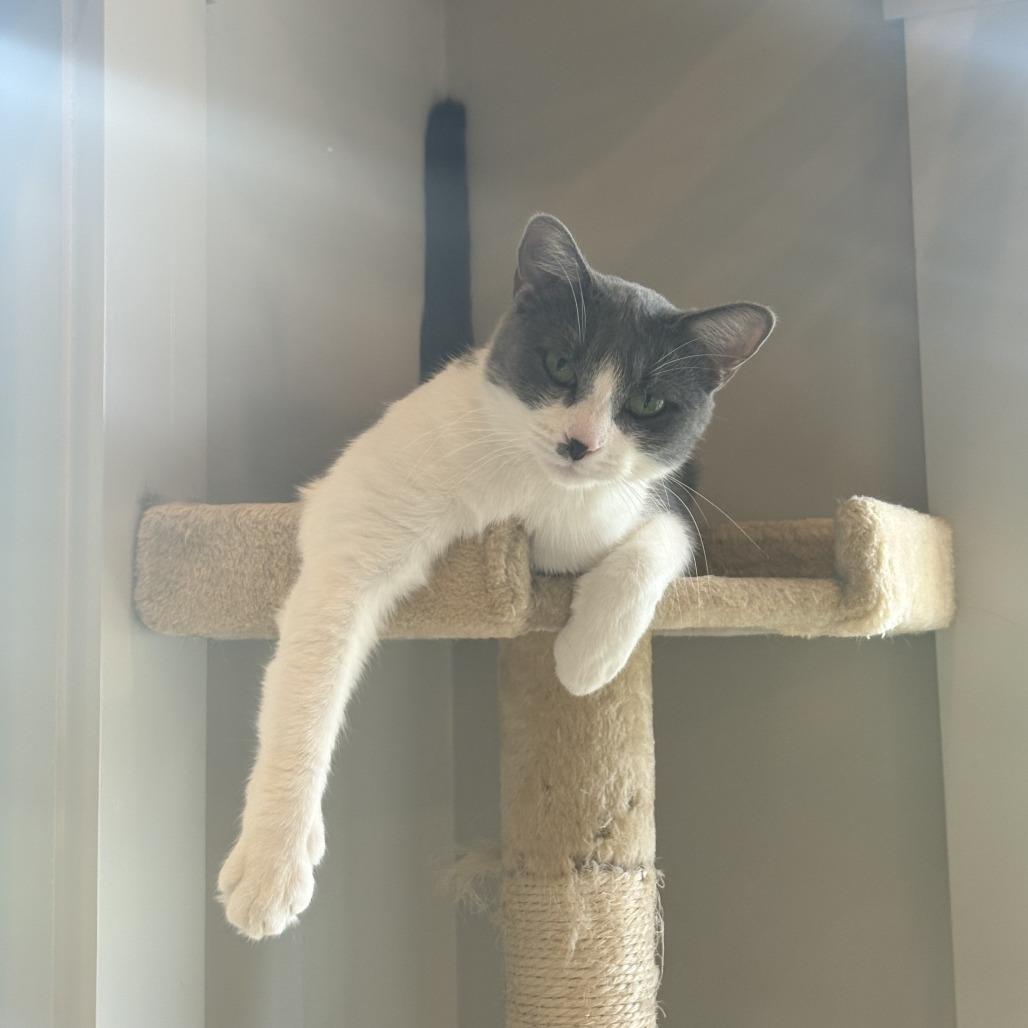 Enlarge Lemonade, a Adoptable Domestic Short Hair in Louisville, KY image 6/6