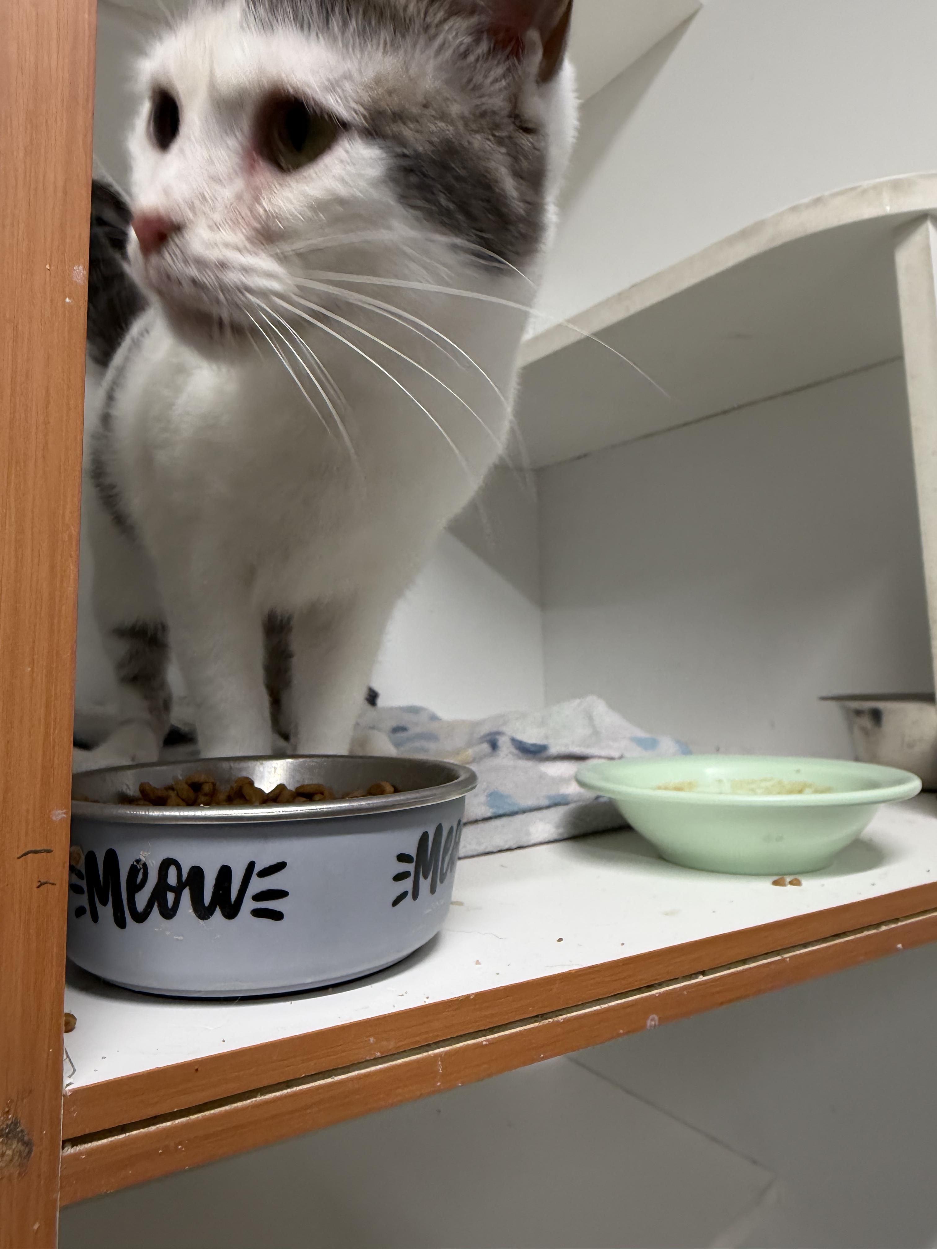 Enlarge Duffy, a Adoptable Domestic Short Hair in Mears, MI image 3/4