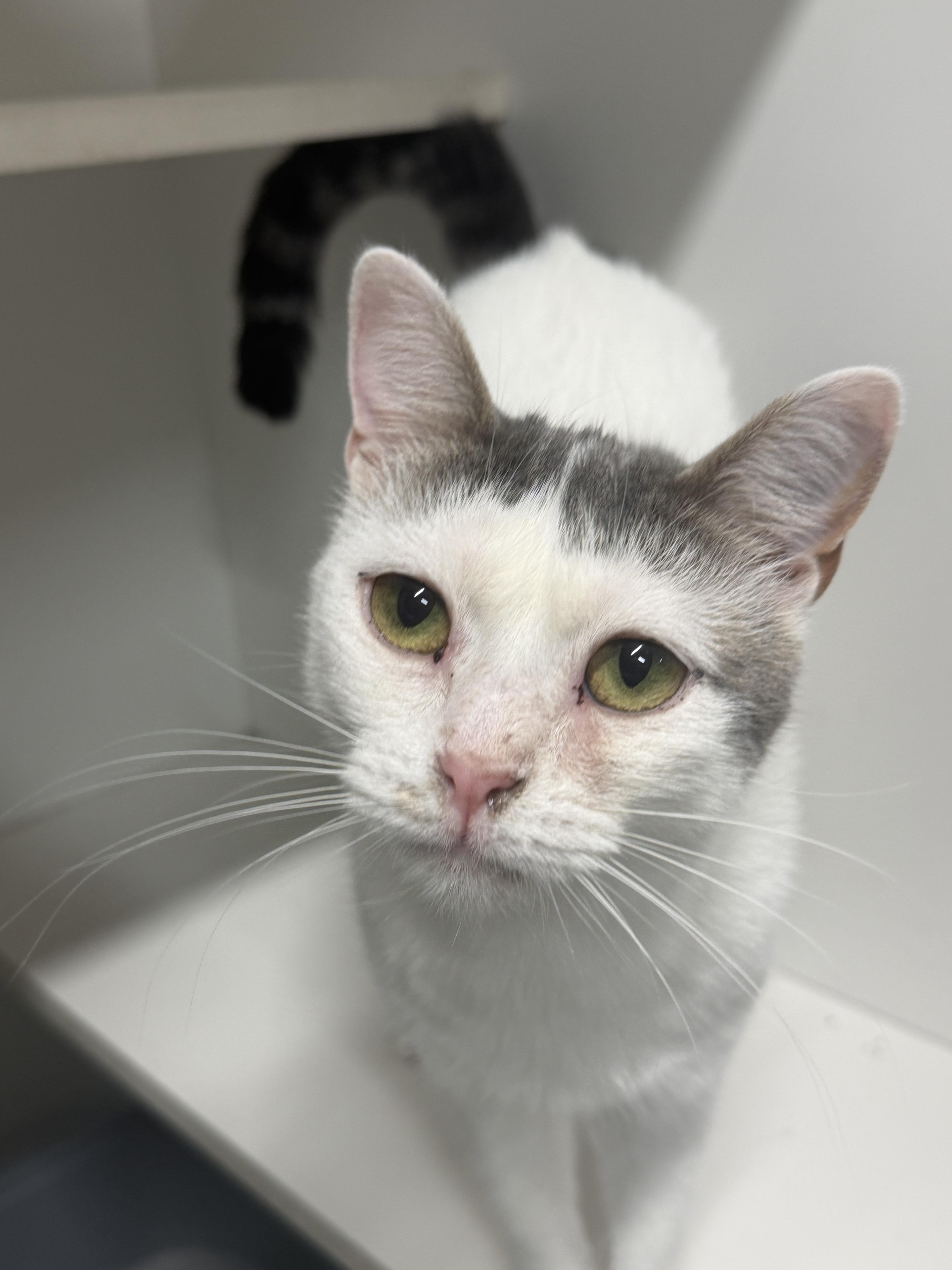 Enlarge Duffy, a Adoptable Domestic Short Hair in Mears, MI image 2/4