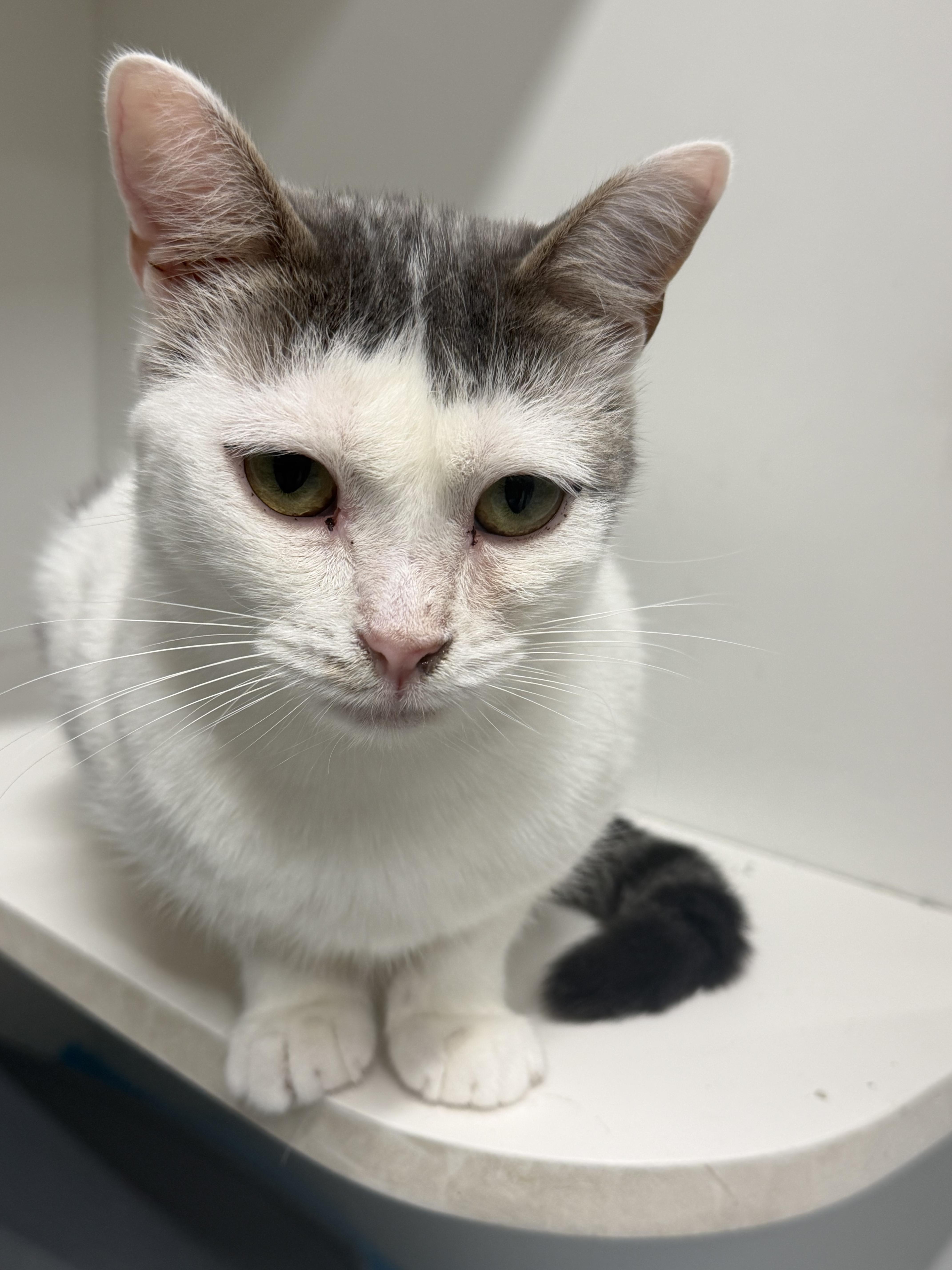 Enlarge Duffy, a Adoptable Domestic Short Hair in Mears, MI image 1/4