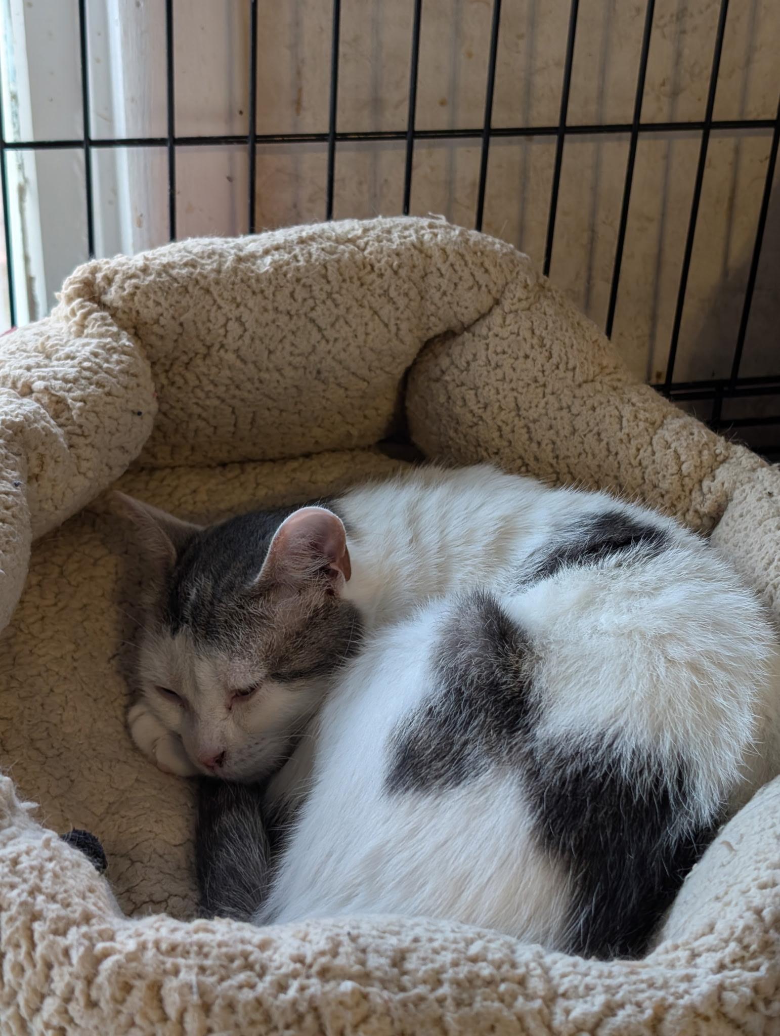 Enlarge Duffy, a Adoptable Domestic Short Hair in Mears, MI image 4/4