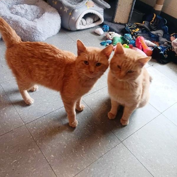 Tommy and Tang, Adoptable, Young Male American Shorthair.