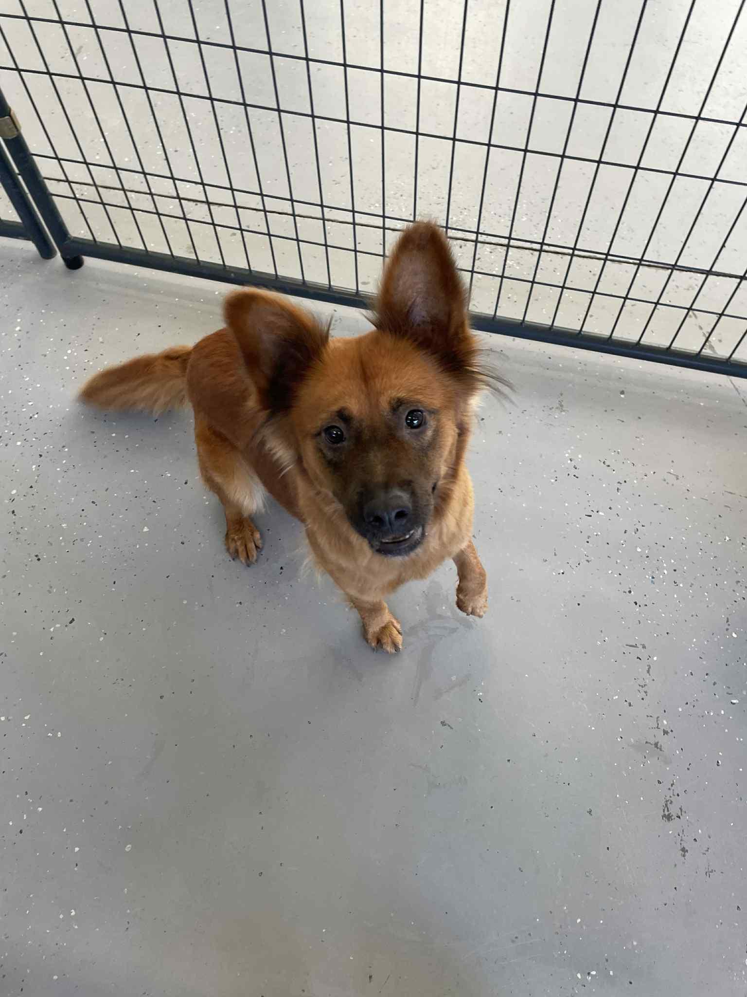 Enlarge Rosie, a Adoptable Mixed Breed in Bishopville, SC image 4/4