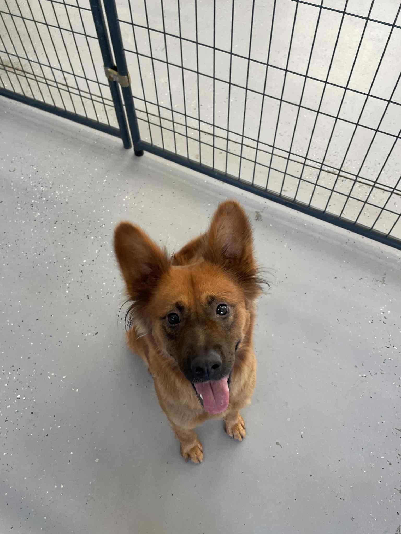 Enlarge Rosie, a Adoptable Mixed Breed in Bishopville, SC image 1/4