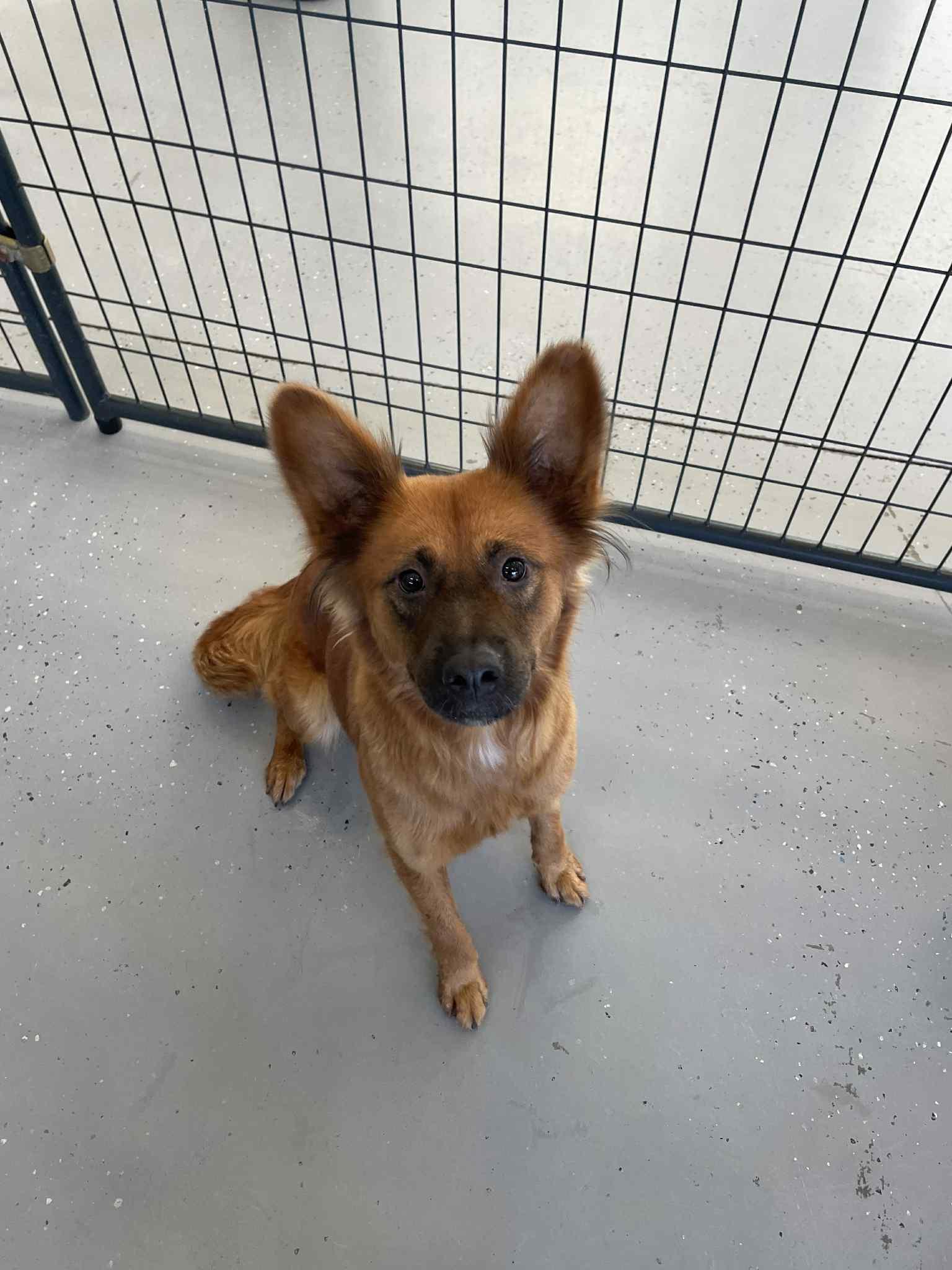 Enlarge Rosie, a Adoptable Mixed Breed in Bishopville, SC image 3/4