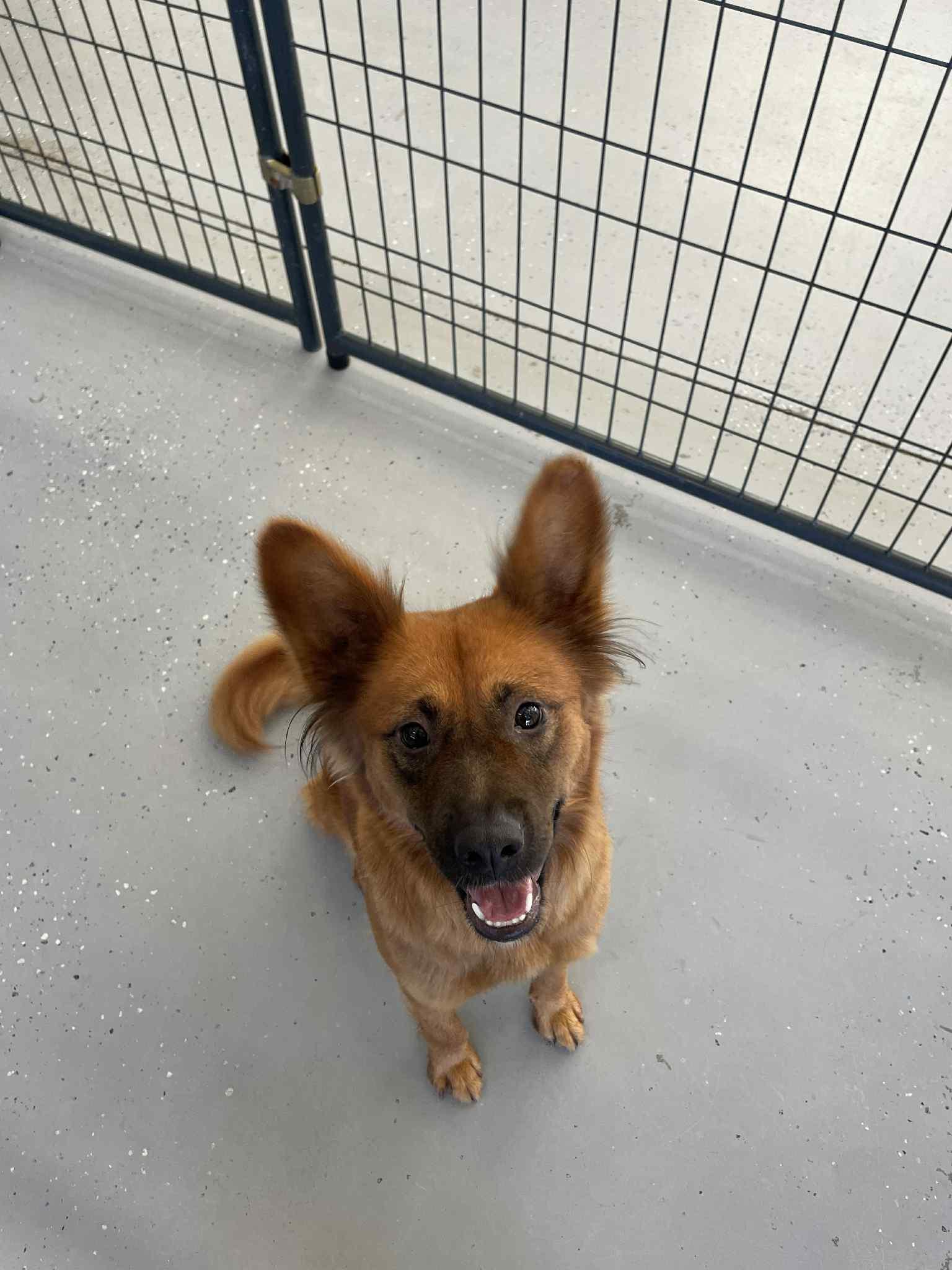 Enlarge Rosie, a Adoptable Mixed Breed in Bishopville, SC image 2/4