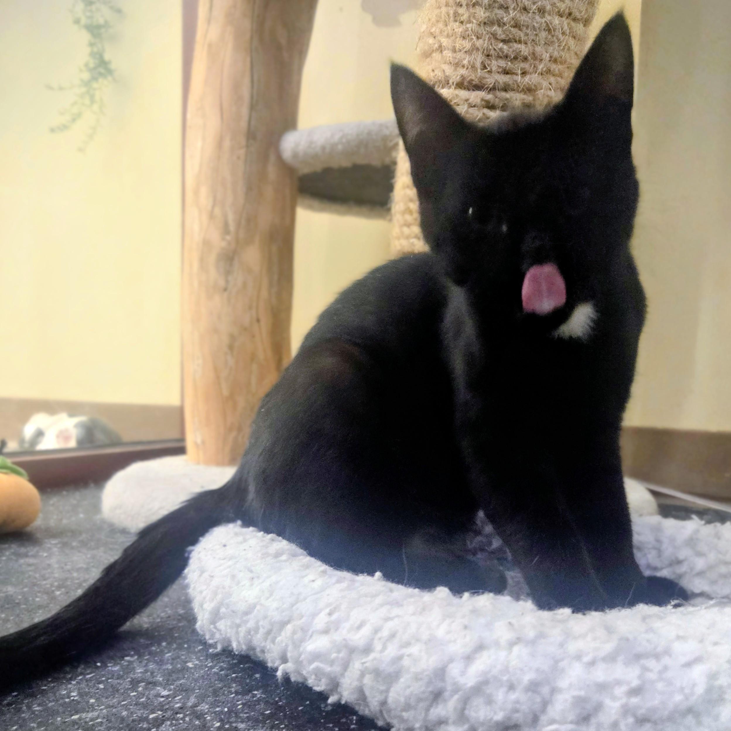 Amos, a Adoptable Domestic Short Hair in Madison, WI image 1/3