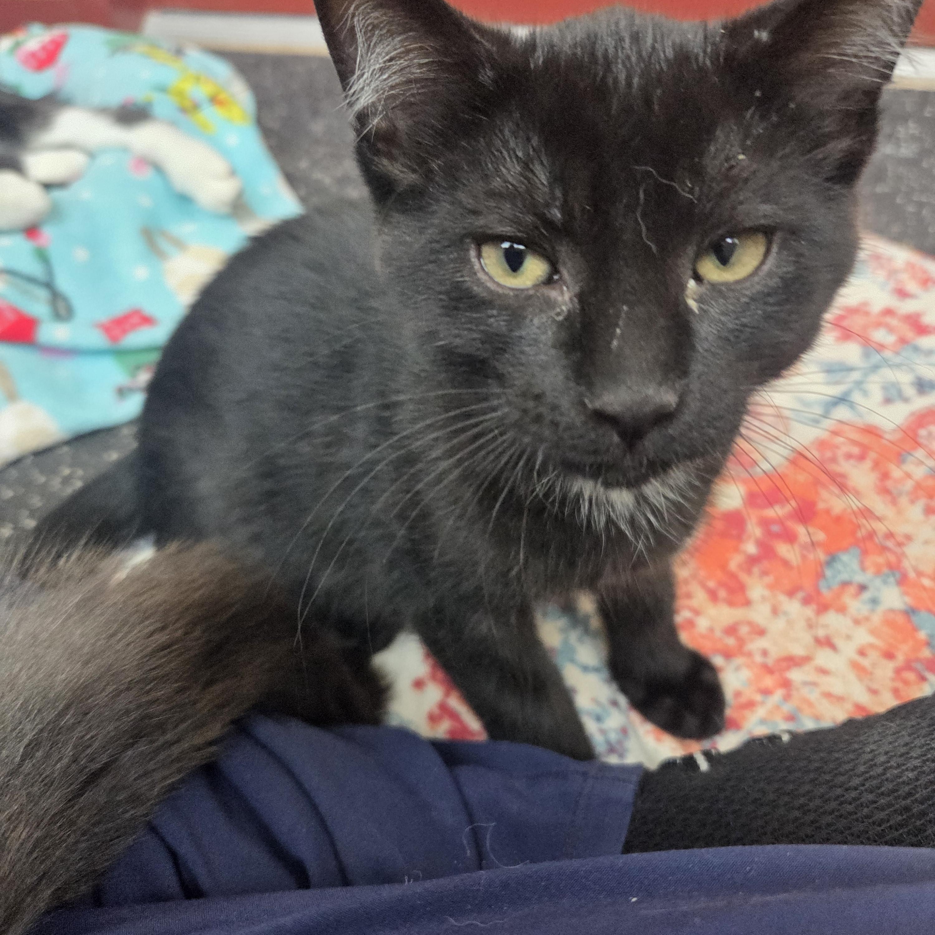 Amos, adopted, Young Male Domestic Short Hair.