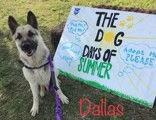 Dallas, a ADOPTABLE German Shepherd Dog in Denton, TX image 3/3