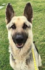 Dallas, ADOPTABLE, Senior Male German Shepherd Dog.