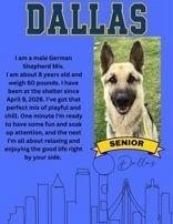 Dallas, a ADOPTABLE German Shepherd Dog in Denton, TX image 2/3