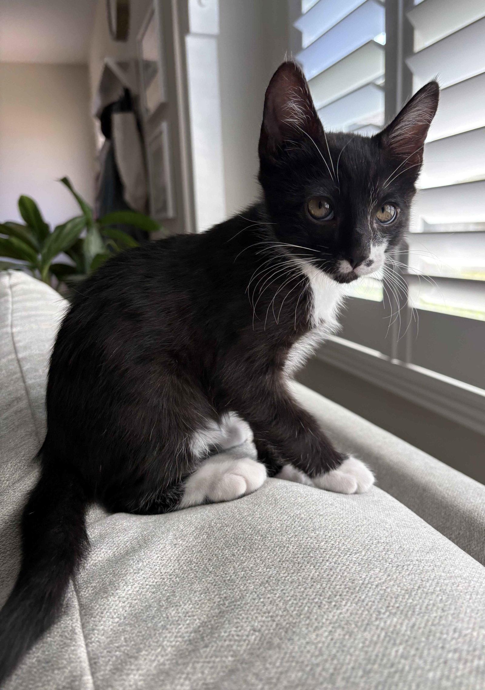 Enlarge Lucky, a Adoptable Domestic Short Hair in Seal Beach, CA image 1/3