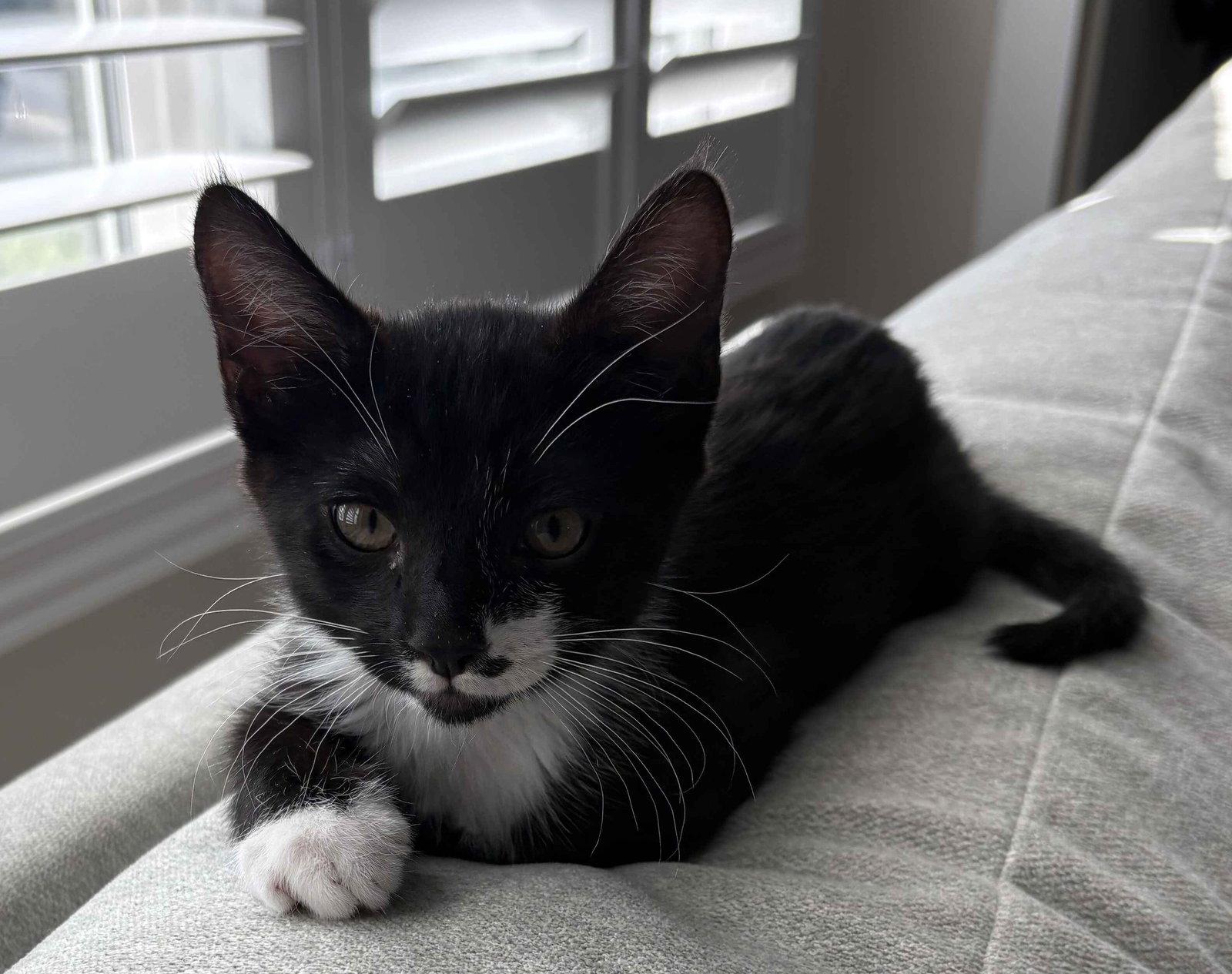 Enlarge Lucky, a Adoptable Domestic Short Hair in Seal Beach, CA image 2/3