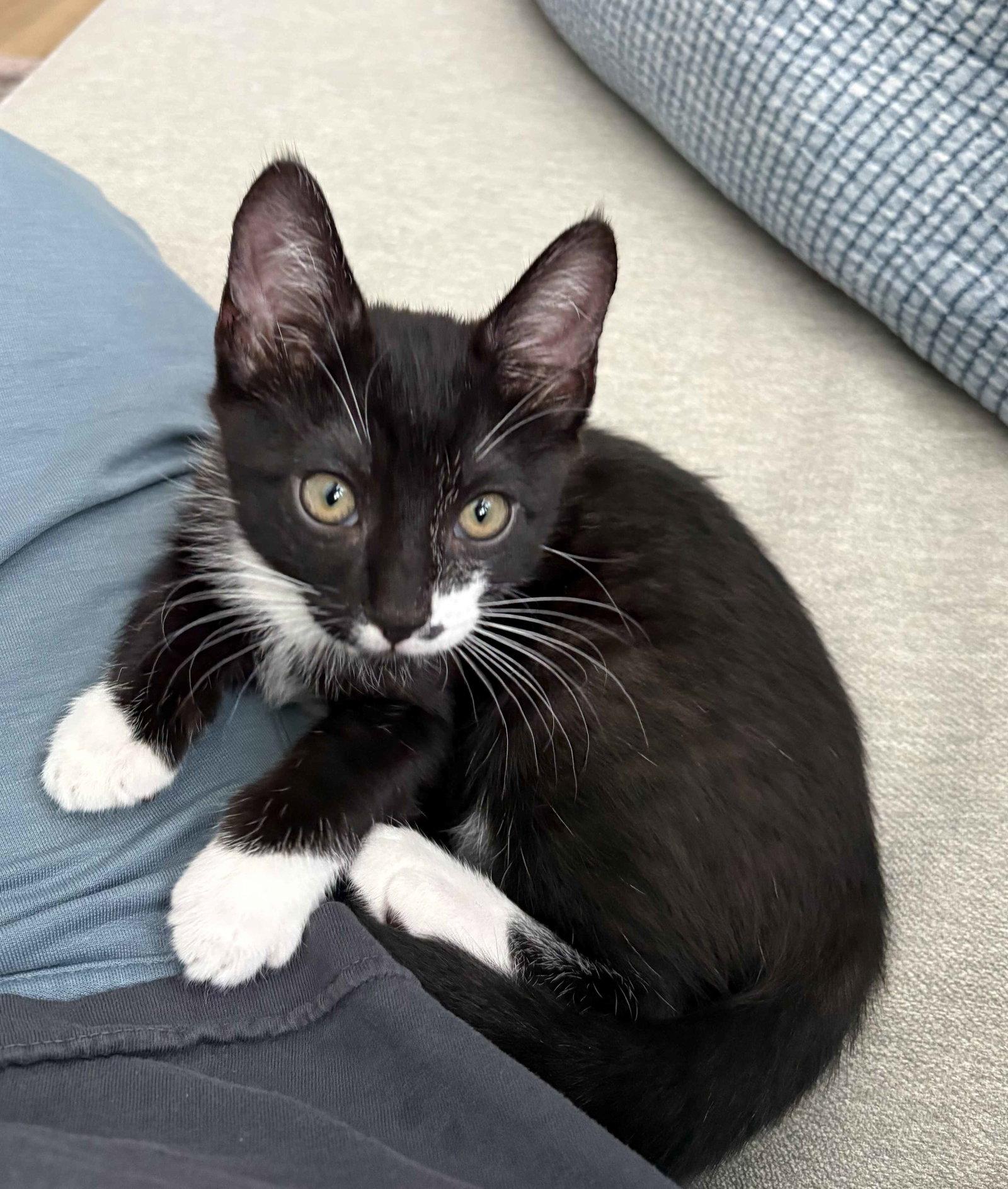 Enlarge Lucky, a Adoptable Domestic Short Hair in Seal Beach, CA image 3/3