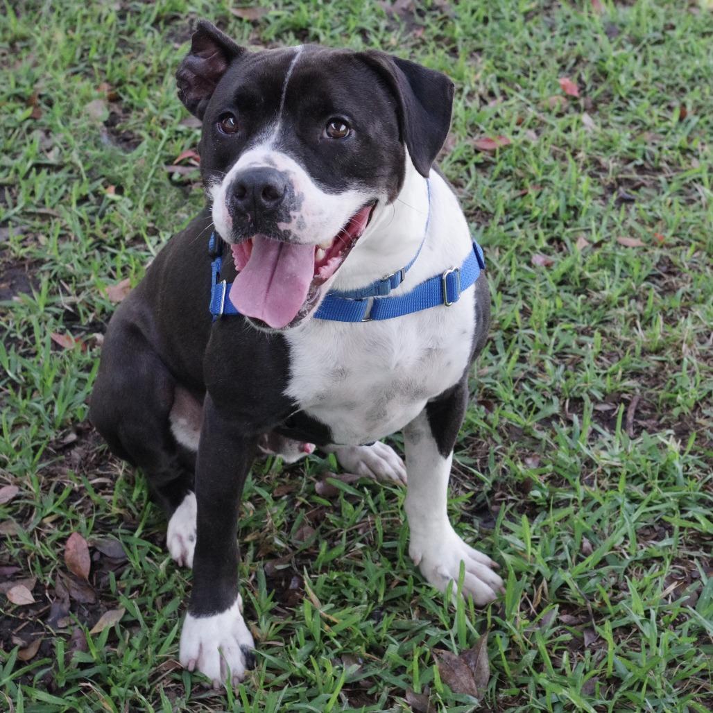Enlarge Fleur, a Adoptable mixed breed in Miami, FL image 1/5