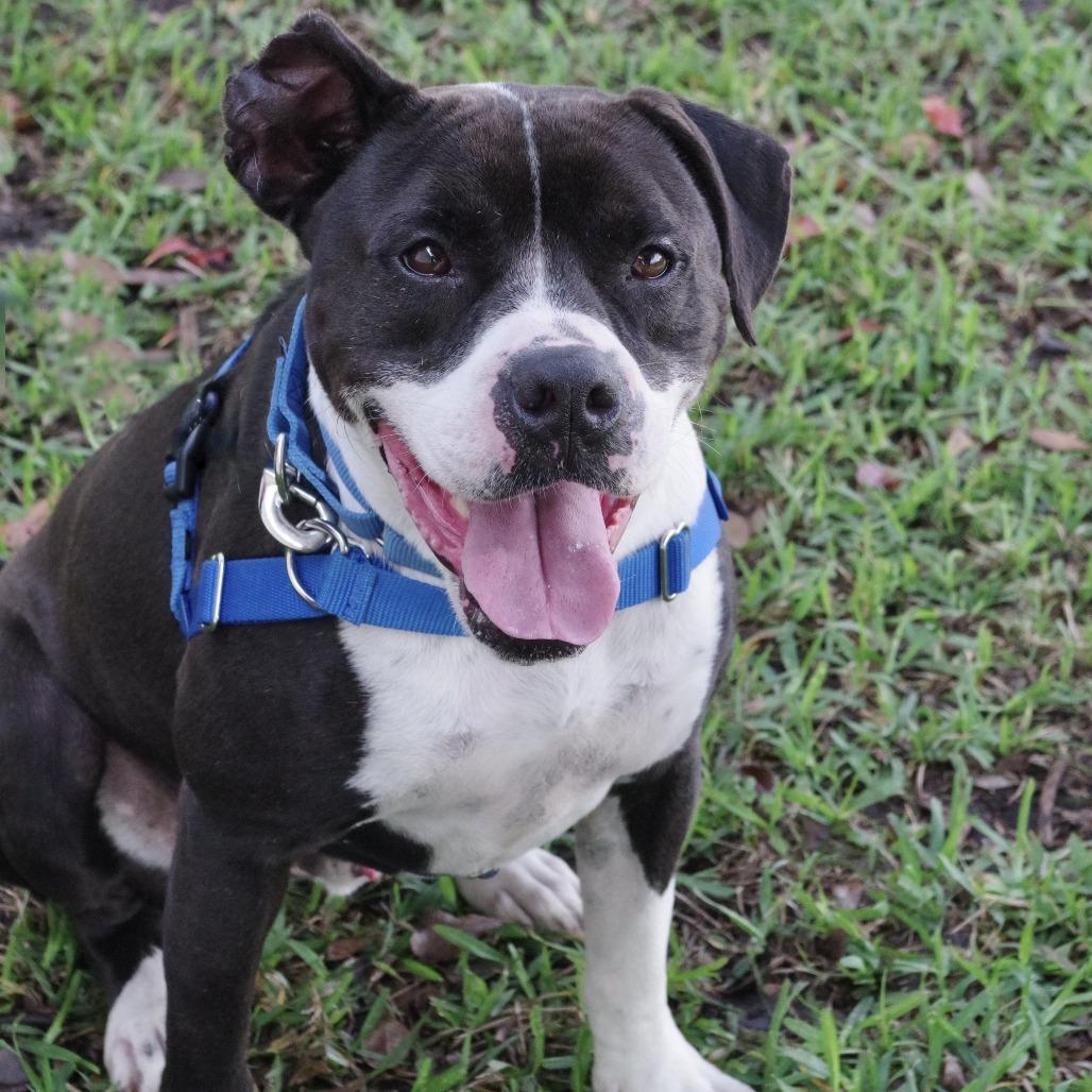Enlarge Fleur, a Adoptable mixed breed in Miami, FL image 2/5
