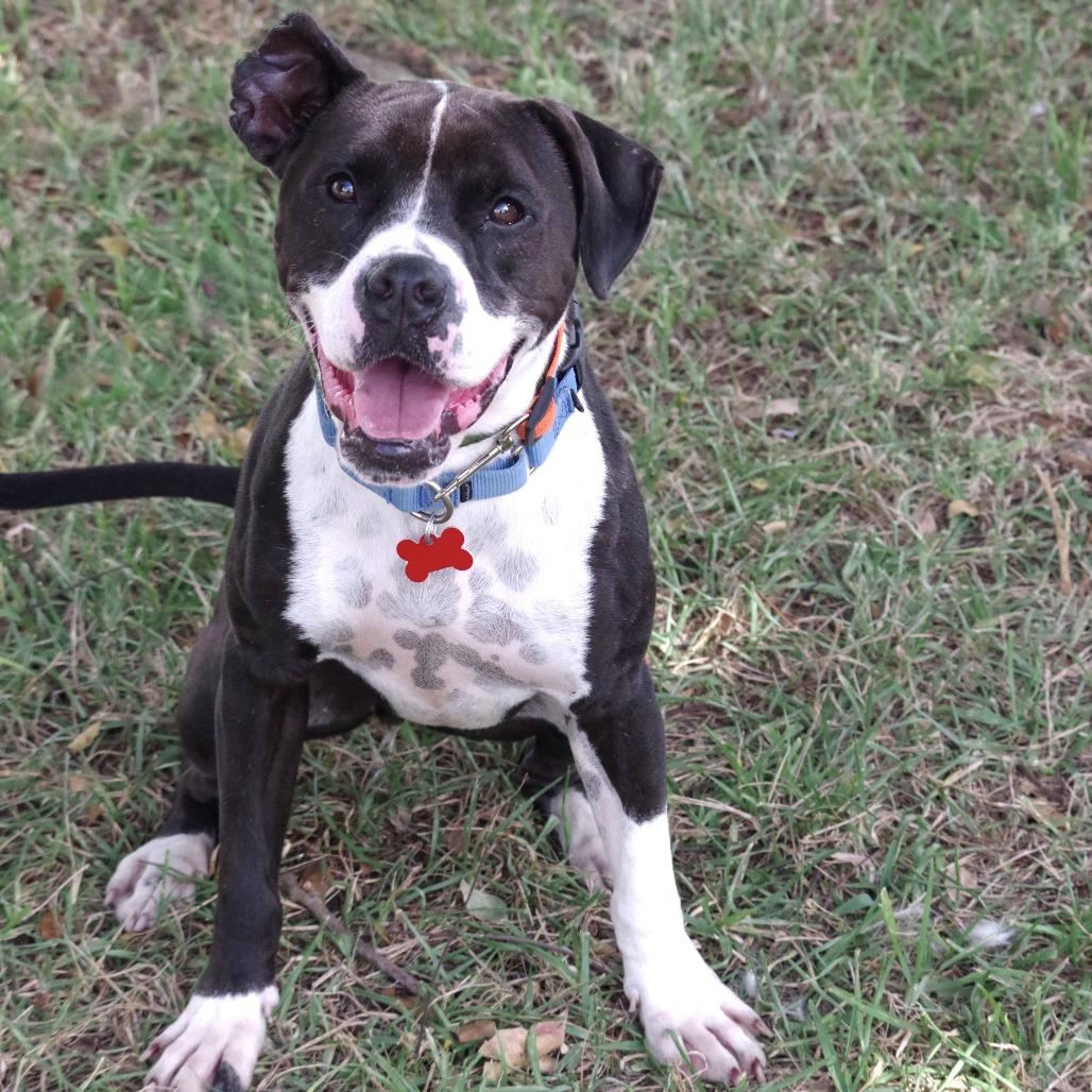 Fleur, Adoptable, Adult Male English Bulldog & Terrier.