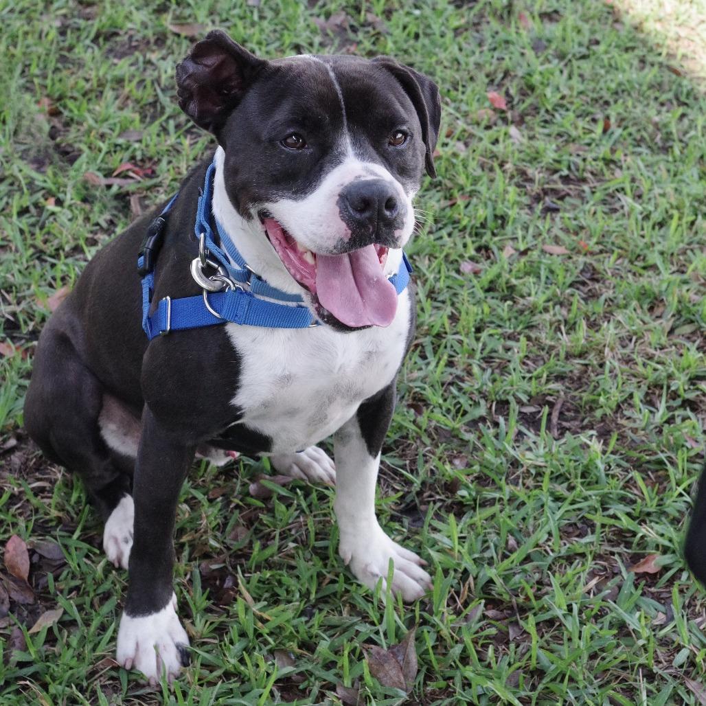 Enlarge Fleur, a Adoptable mixed breed in Miami, FL image 3/5