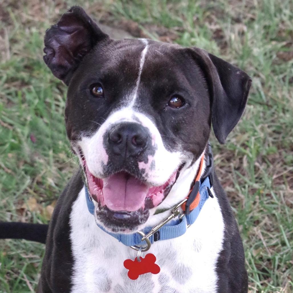 Enlarge Fleur, a Adoptable mixed breed in Miami, FL image 2/4