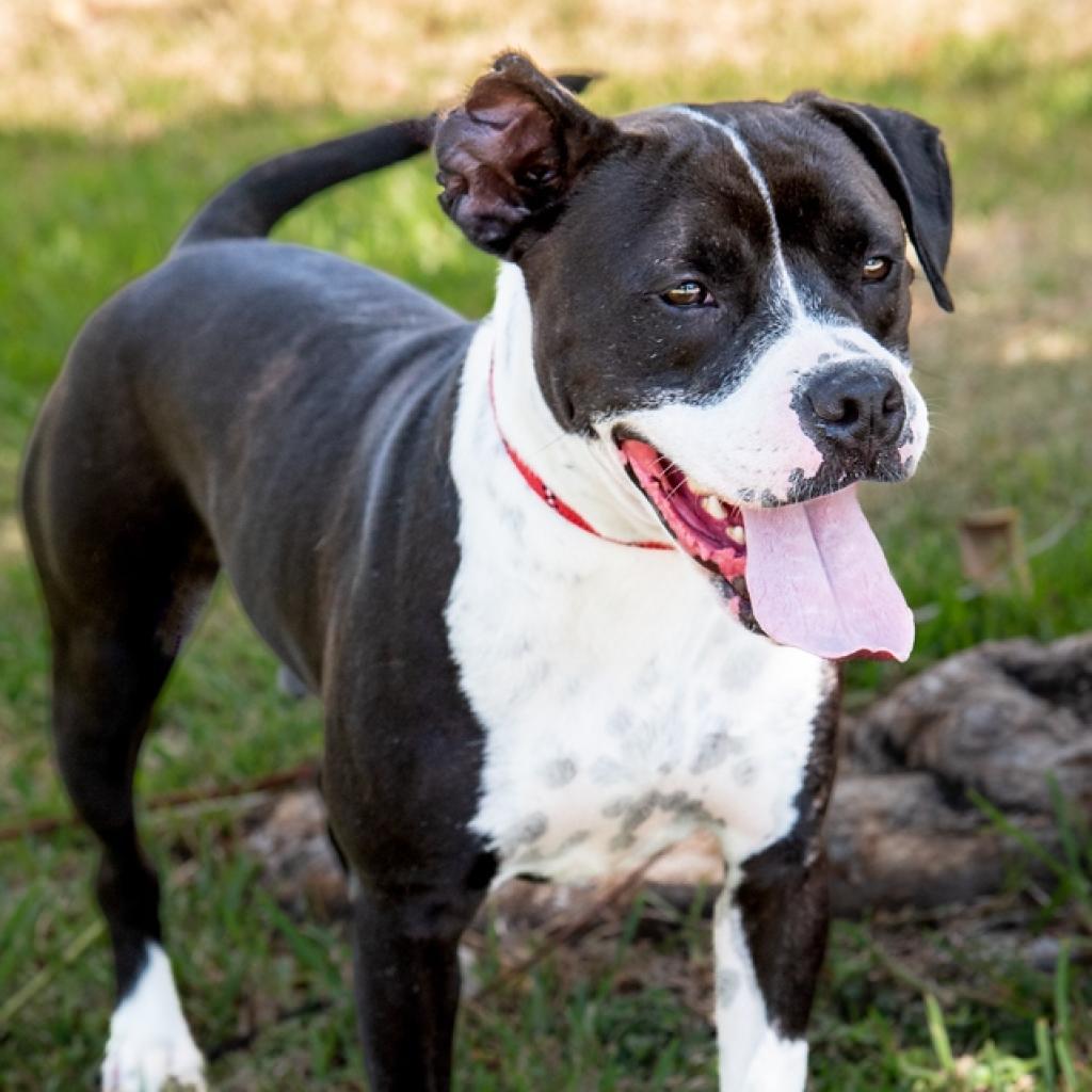 Enlarge Fleur, a Adoptable mixed breed in Miami, FL image 3/4