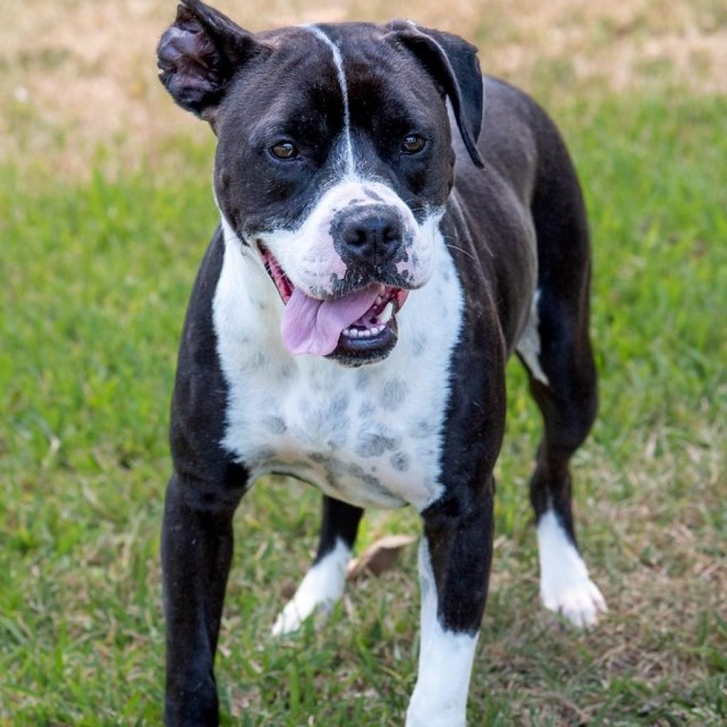 Enlarge Fleur, a Adoptable mixed breed in Miami, FL image 4/4