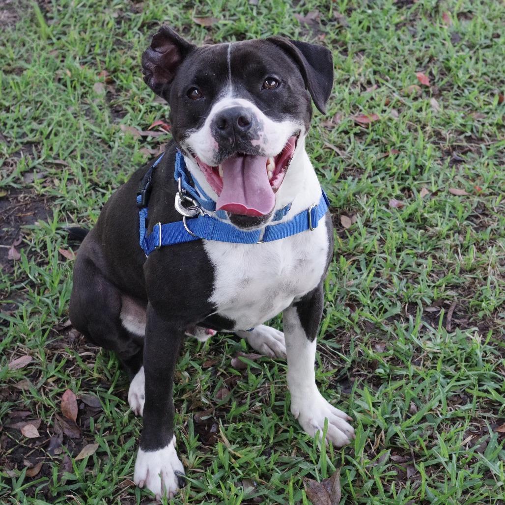 Enlarge Fleur, a Adoptable mixed breed in Miami, FL image 4/5