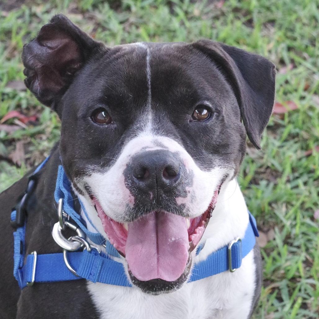 Enlarge Fleur, a Adoptable mixed breed in Miami, FL image 5/5
