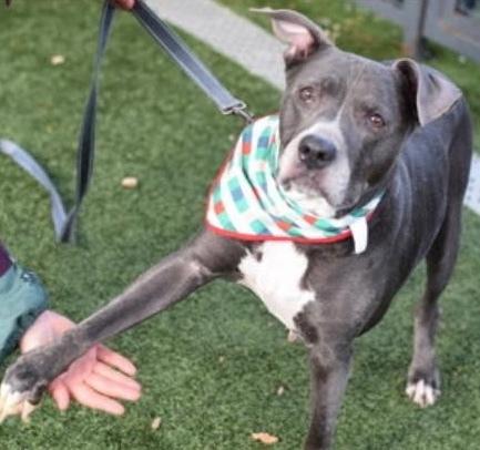 Marjorie thumbnail 3