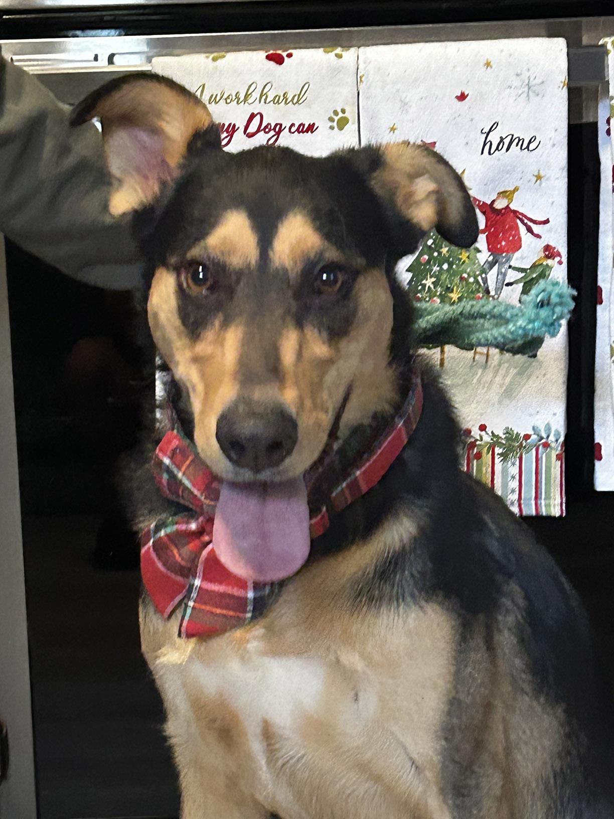 Enlarge Maggie, an adopted mixed breed in McKinney, TX image 3/4