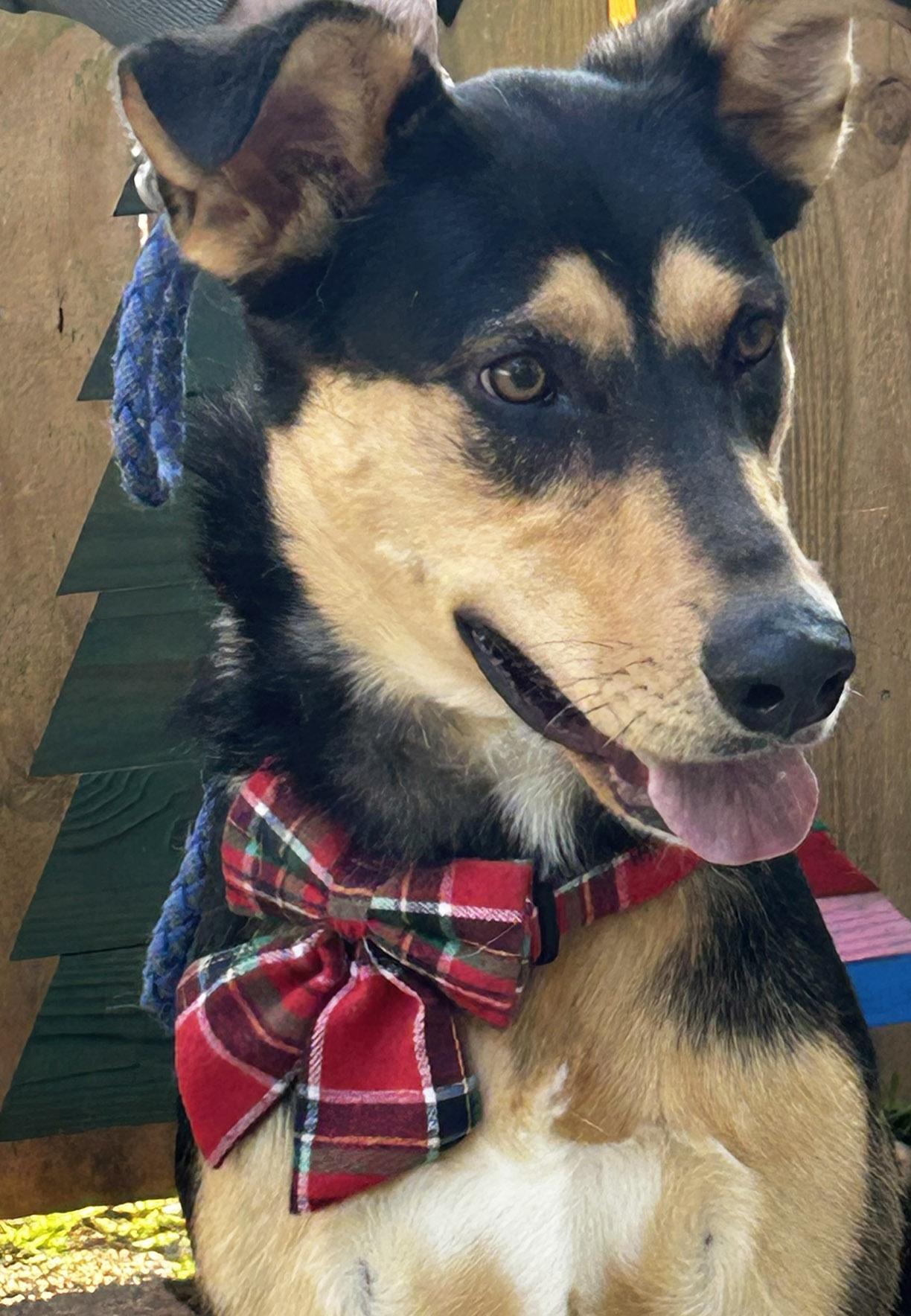 Enlarge Maggie, an adopted mixed breed in McKinney, TX image 1/4