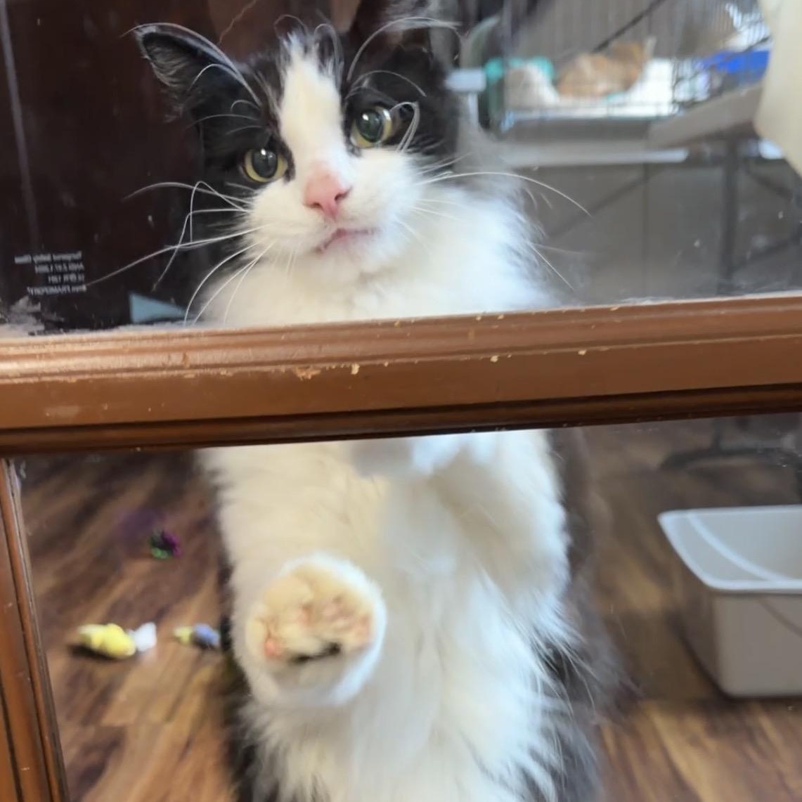Enlarge BeMo, a Adoptable Domestic Long Hair in Tillamook, OR image 2/6