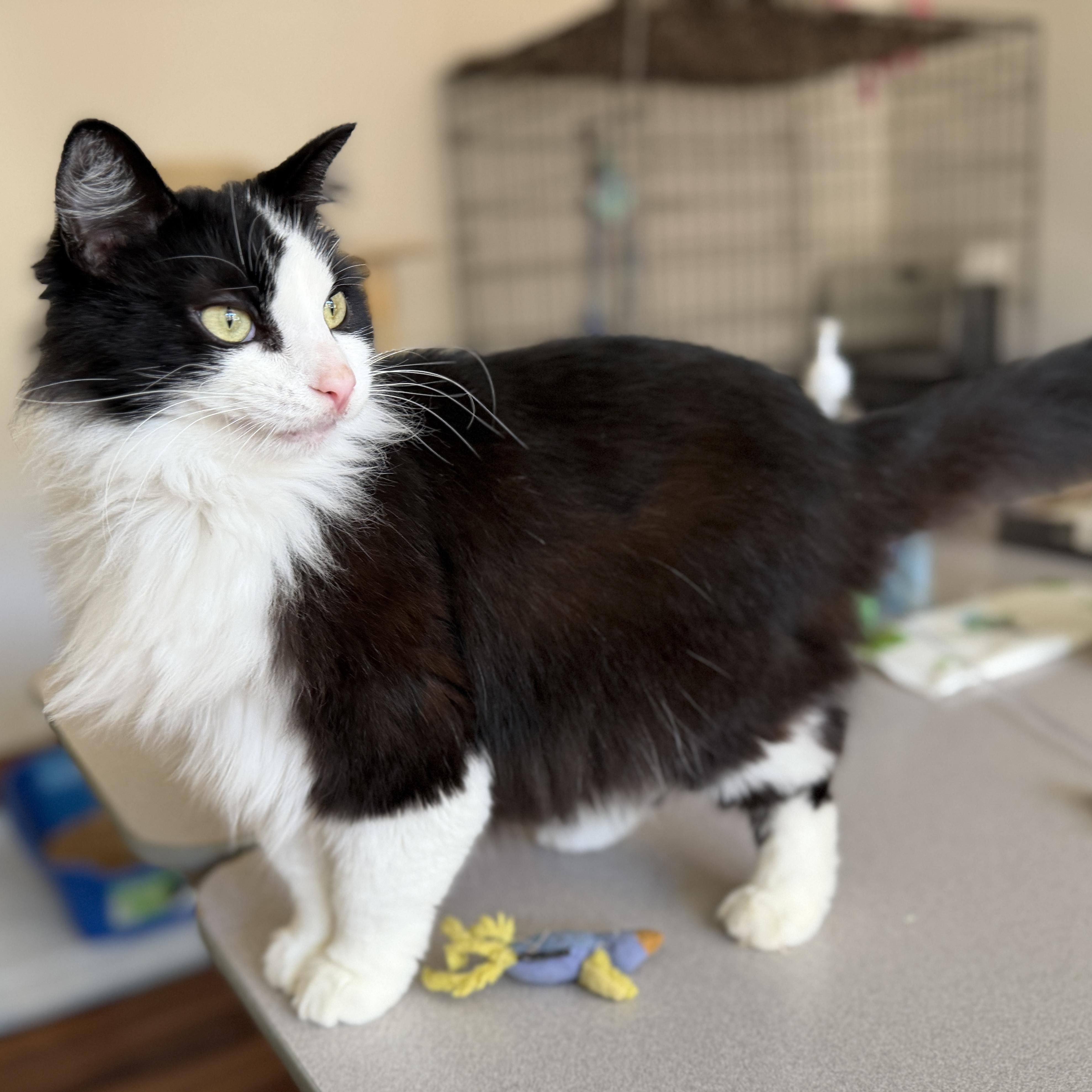 Enlarge BeMo, a Adoptable Domestic Long Hair in Tillamook, OR image 3/6