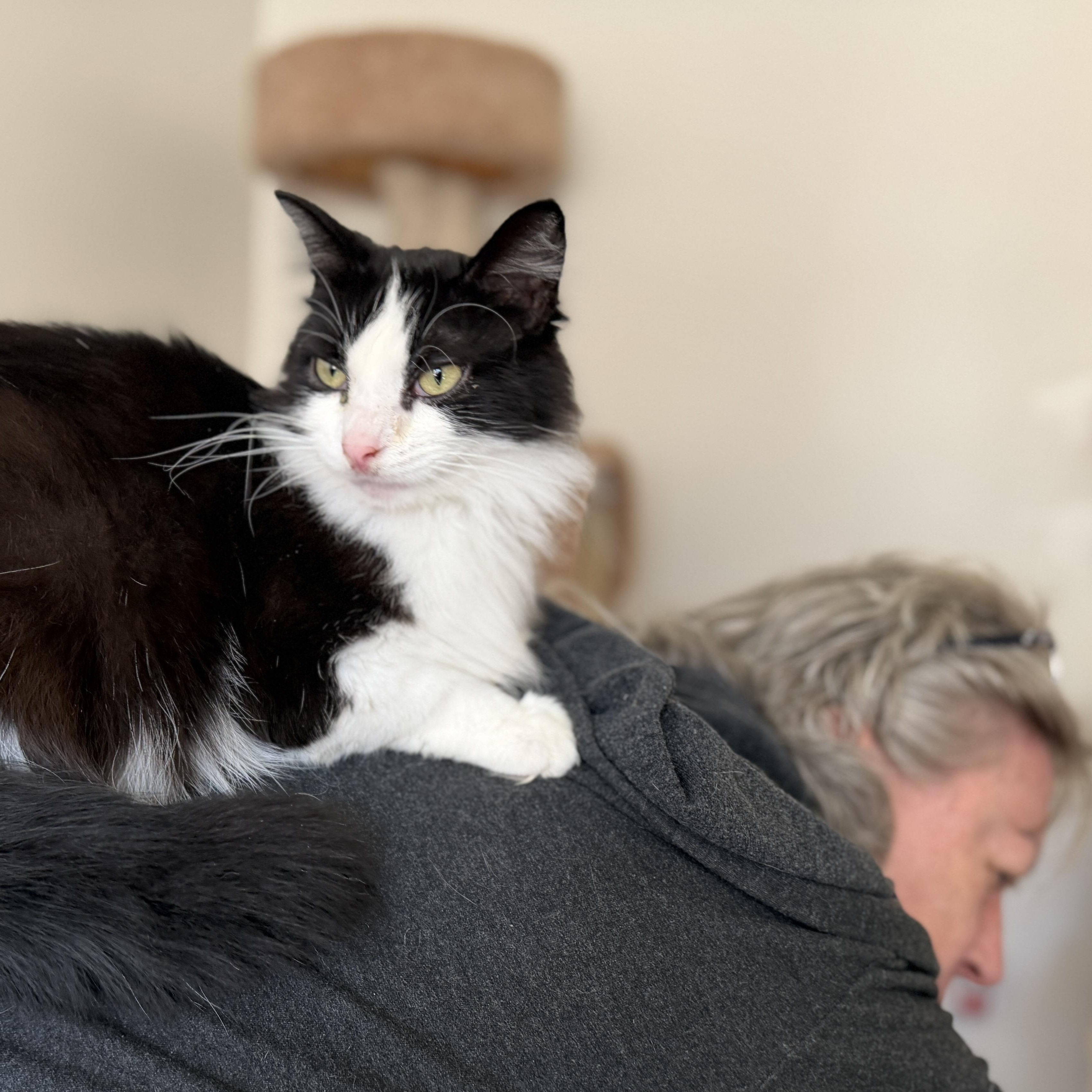 Enlarge BeMo, a Adoptable Domestic Long Hair in Tillamook, OR image 1/6