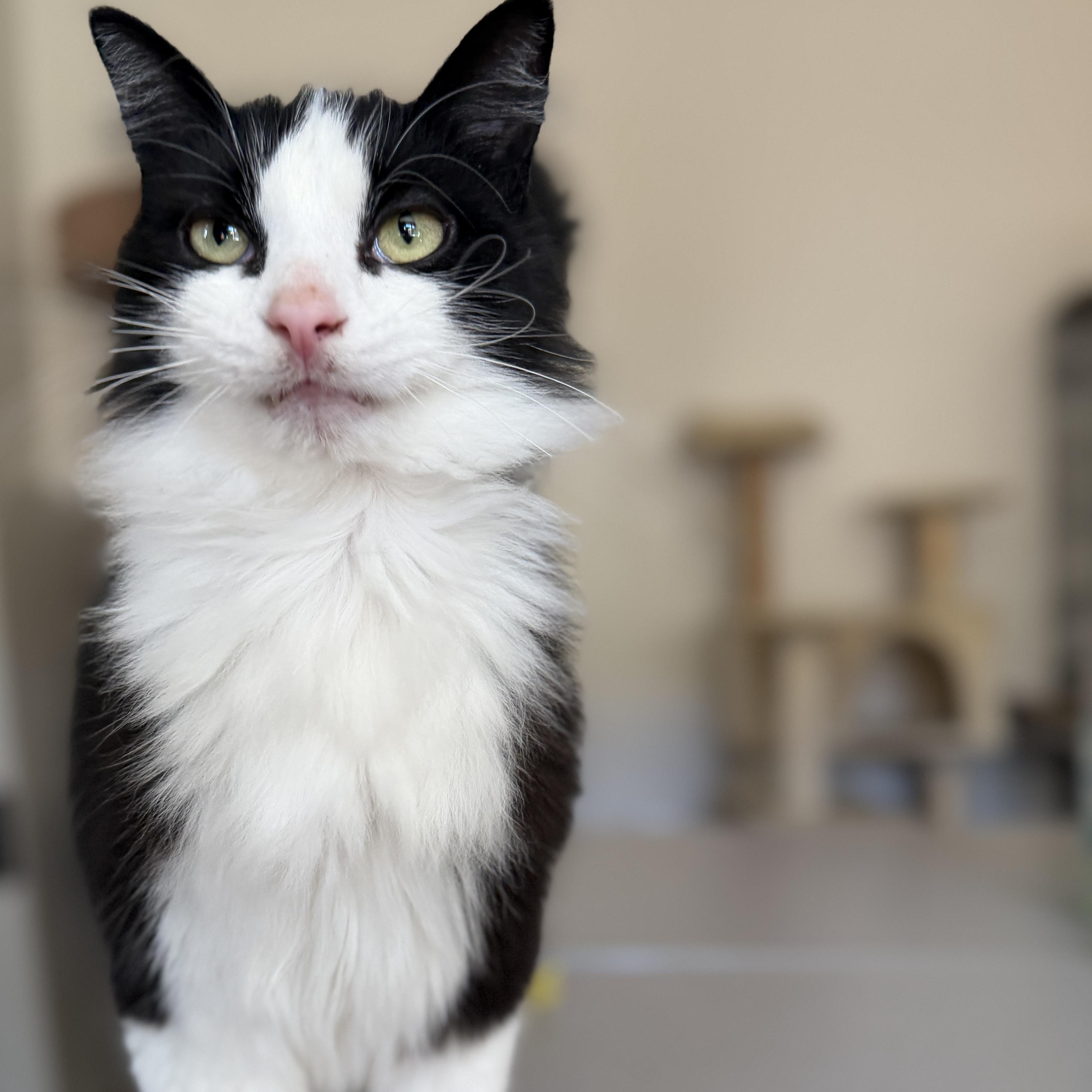 Enlarge BeMo, a Adoptable Domestic Long Hair in Tillamook, OR image 6/6