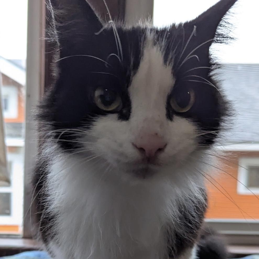 Enlarge BeMo, a Adoptable Domestic Long Hair in Tillamook, OR image 5/6