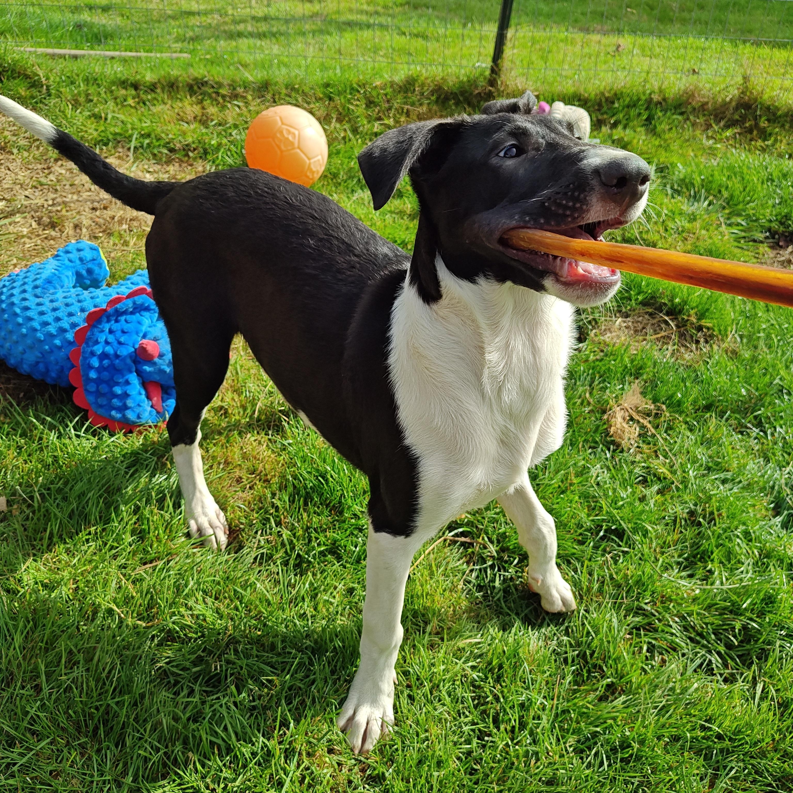 Enlarge Clayton, a Adoptable mixed breed in Bellingham, WA image 4/6