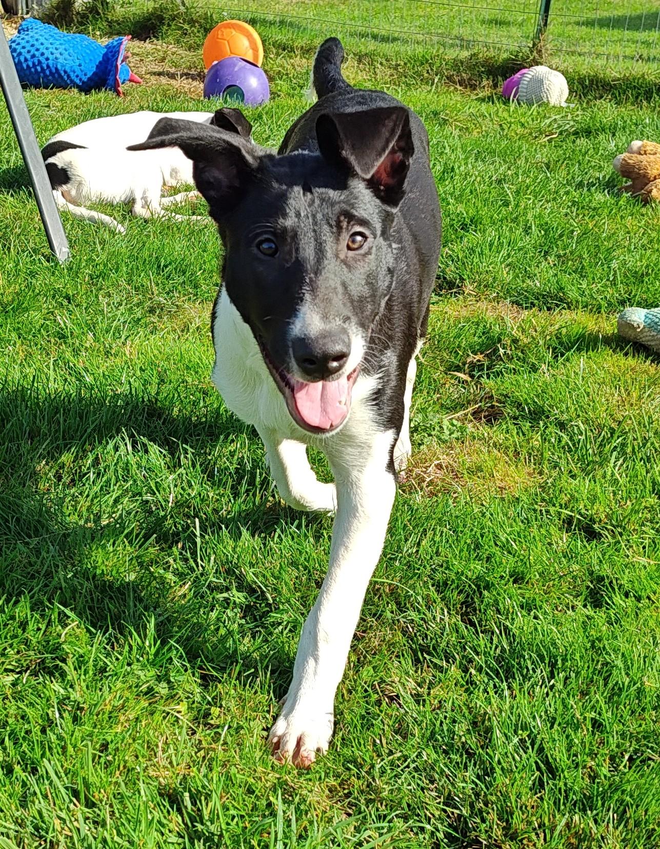 Enlarge Clayton, a Adoptable mixed breed in Bellingham, WA image 1/6