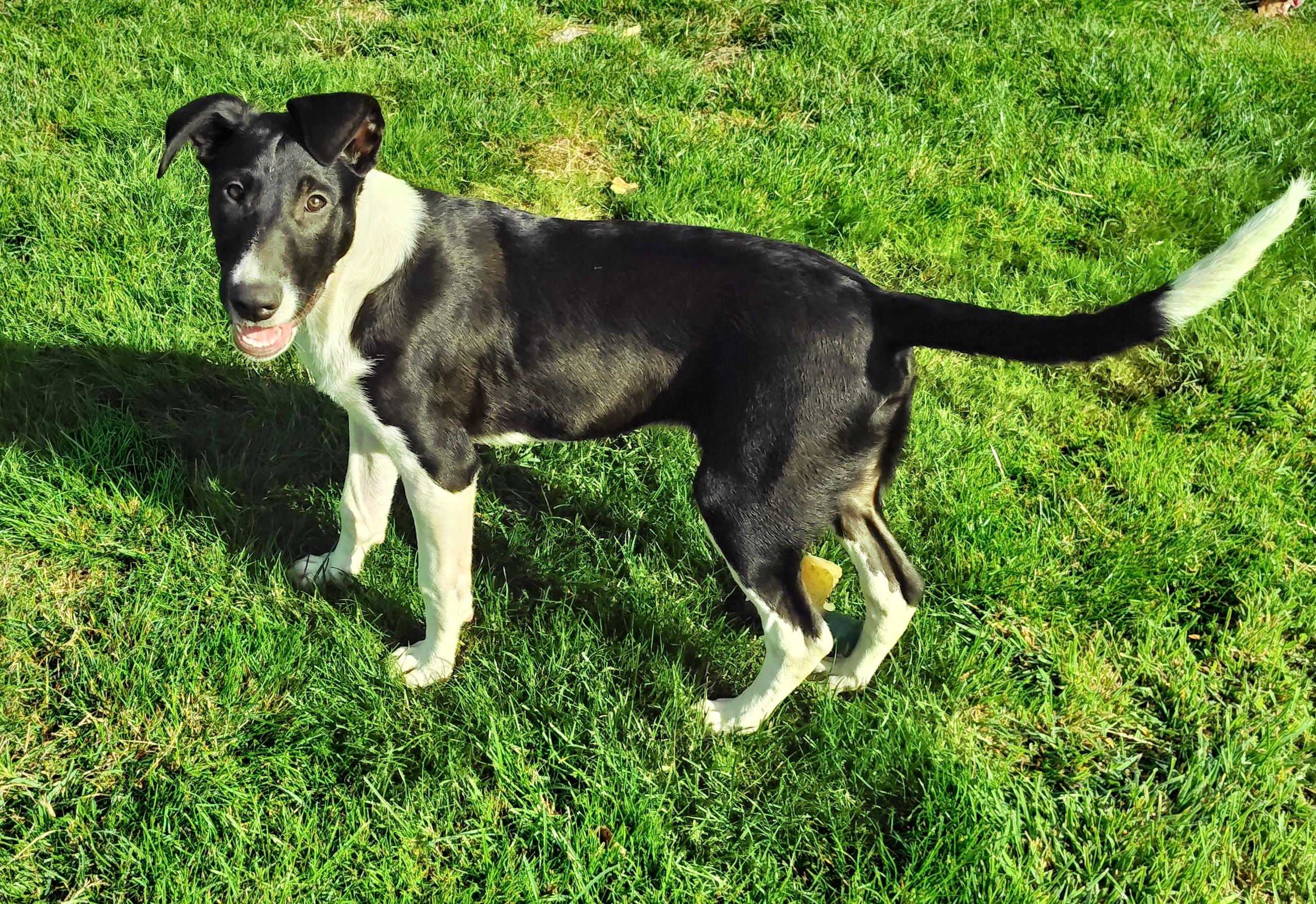 Enlarge Clayton, a Adoptable mixed breed in Bellingham, WA image 2/6