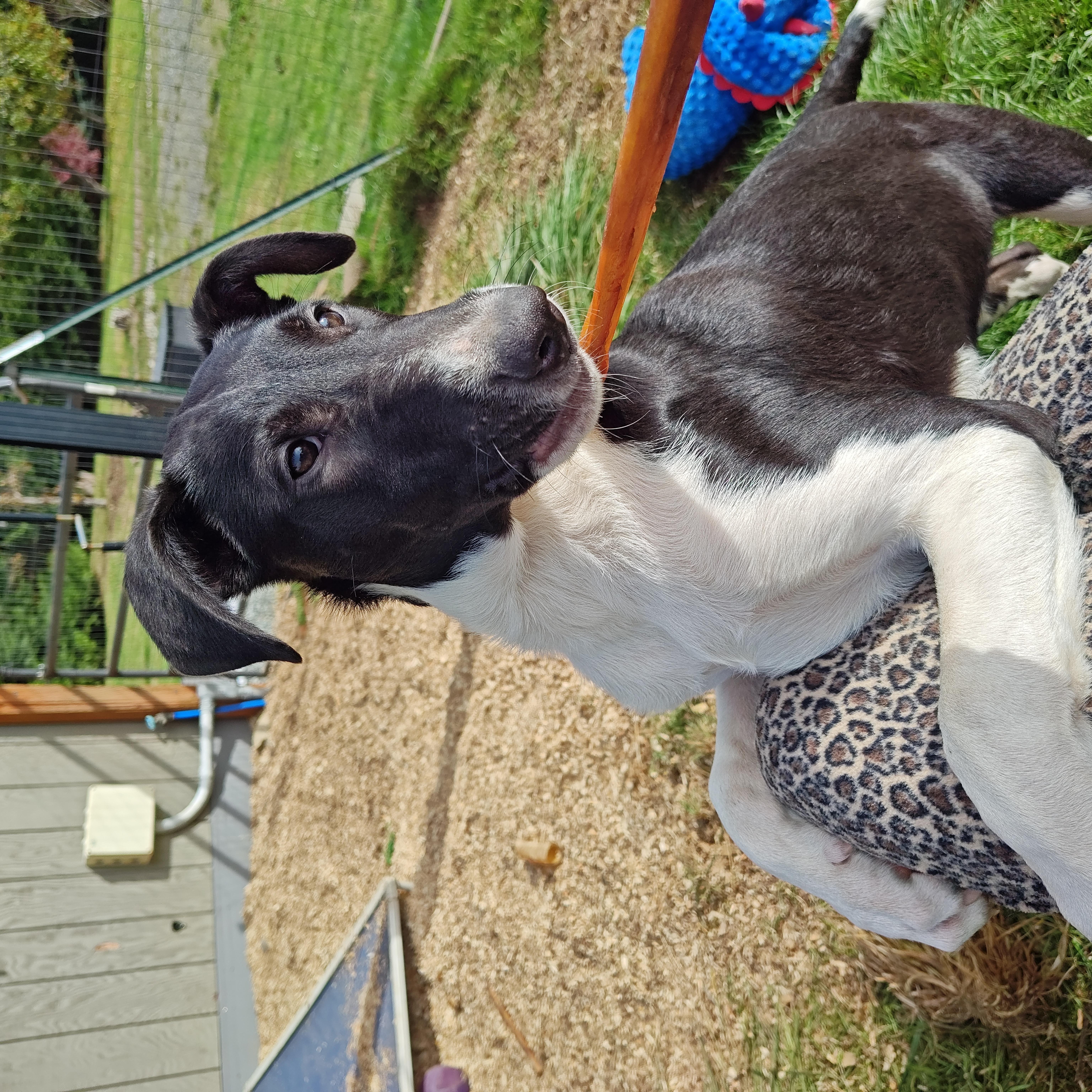 Enlarge Clayton, a Adoptable mixed breed in Bellingham, WA image 5/6