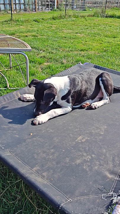 Enlarge Clayton, a Adoptable mixed breed in Bellingham, WA video 6/6
