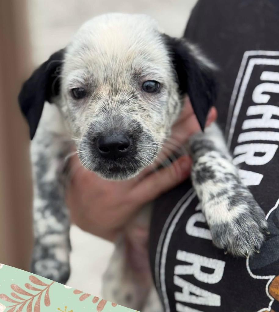 Goldblum, Adoptable, Puppy Male Mixed Breed.