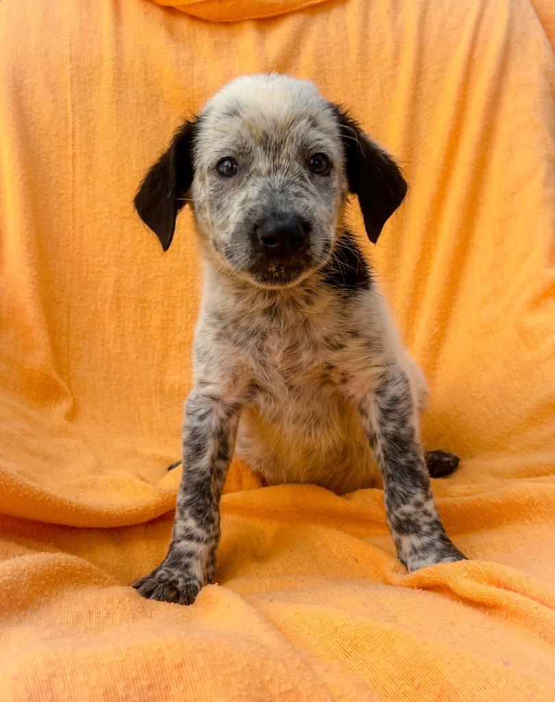 Goldblum, a Adoptable mixed breed in Murray, KY image 2/3