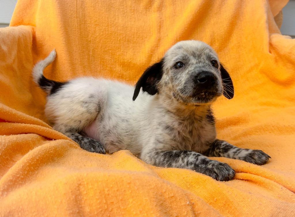 Goldblum, a Adoptable mixed breed in Murray, KY image 3/3