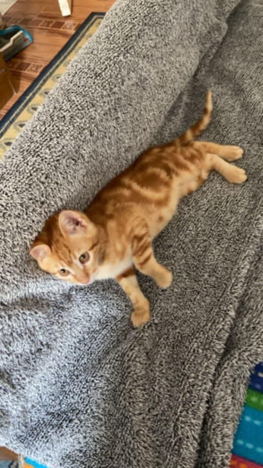 Enlarge Totti, a Adoptable Egyptian Mau in WOLCOTT, CT image 2/6