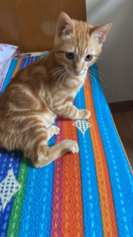 Enlarge Totti, a Adoptable Egyptian Mau in WOLCOTT, CT image 3/6