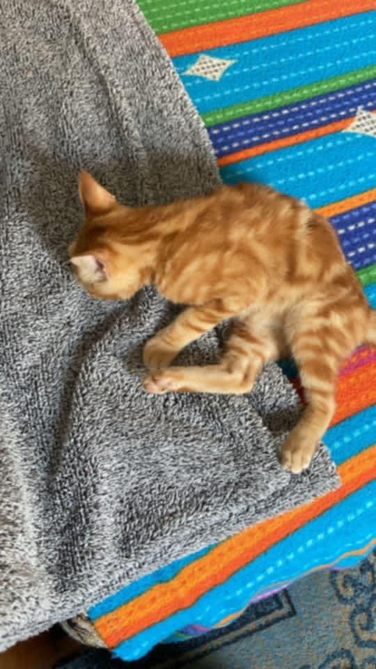 Enlarge Totti, a Adoptable Egyptian Mau in WOLCOTT, CT image 4/6